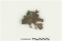 藏品(小羽枝苔)的圖片